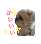 可愛いシーズー犬のビッキー（個別スタンプ：17）