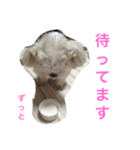 可愛いシーズー犬のビッキー（個別スタンプ：18）