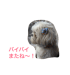 可愛いシーズー犬のビッキー（個別スタンプ：19）