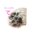 可愛いシーズー犬のビッキー（個別スタンプ：21）