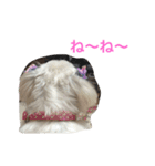 可愛いシーズー犬のビッキー（個別スタンプ：22）