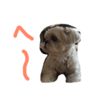 可愛いシーズー犬のビッキー（個別スタンプ：25）
