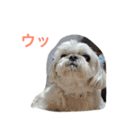 可愛いシーズー犬のビッキー（個別スタンプ：26）