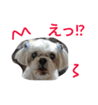 可愛いシーズー犬のビッキー（個別スタンプ：27）