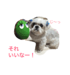 可愛いシーズー犬のビッキー（個別スタンプ：28）