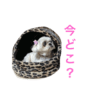 可愛いシーズー犬のビッキー（個別スタンプ：30）