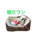 可愛いシーズー犬のビッキー（個別スタンプ：31）