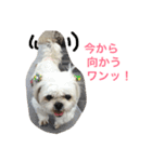 可愛いシーズー犬のビッキー（個別スタンプ：32）
