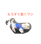 可愛いシーズー犬のビッキー（個別スタンプ：33）