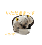 可愛いシーズー犬のビッキー（個別スタンプ：35）