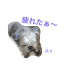 可愛いシーズー犬のビッキー（個別スタンプ：36）