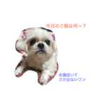 可愛いシーズー犬のビッキー（個別スタンプ：37）