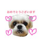 可愛いシーズー犬のビッキー（個別スタンプ：39）