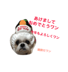 可愛いシーズー犬のビッキー（個別スタンプ：40）