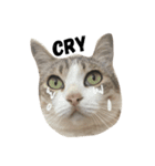 family meow（個別スタンプ：1）