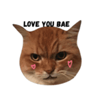 family meow（個別スタンプ：5）