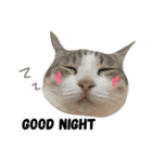 family meow（個別スタンプ：6）