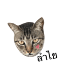 family meow（個別スタンプ：7）