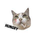 family meow（個別スタンプ：8）