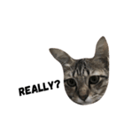 family meow（個別スタンプ：14）