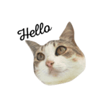 family meow（個別スタンプ：16）