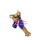 ココモン（個別スタンプ：1）