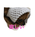 ココモン（個別スタンプ：5）