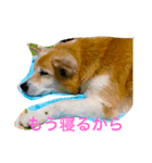 無愛想犬のスタンプ（個別スタンプ：1）