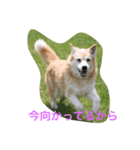 無愛想犬のスタンプ（個別スタンプ：2）