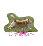 無愛想犬のスタンプ（個別スタンプ：3）