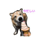 無愛想犬のスタンプ（個別スタンプ：4）