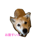 無愛想犬のスタンプ（個別スタンプ：6）