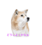 無愛想犬のスタンプ（個別スタンプ：7）