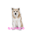 無愛想犬のスタンプ（個別スタンプ：8）