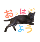 よく使うVer.（個別スタンプ：1）