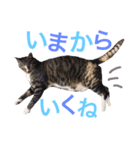 よく使うVer.（個別スタンプ：4）