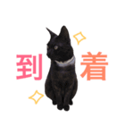 よく使うVer.（個別スタンプ：5）