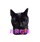 クロネコフィガロ（個別スタンプ：2）