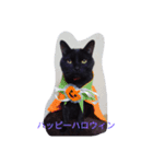 クロネコフィガロ（個別スタンプ：7）