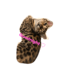 Tiger Cat？ 4（個別スタンプ：1）