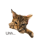 Tiger Cat？ 4（個別スタンプ：3）