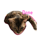 Tiger Cat？ 4（個別スタンプ：4）