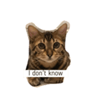 Tiger Cat？ 4（個別スタンプ：5）