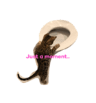 Tiger Cat？ 4（個別スタンプ：6）