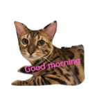 Tiger Cat？ 4（個別スタンプ：7）