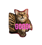 Tiger Cat？ 4（個別スタンプ：9）