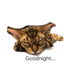Tiger Cat？ 4（個別スタンプ：10）