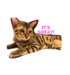 Tiger Cat？ 4（個別スタンプ：11）