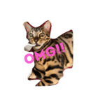Tiger Cat？ 4（個別スタンプ：12）