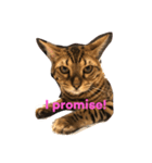 Tiger Cat？ 4（個別スタンプ：13）